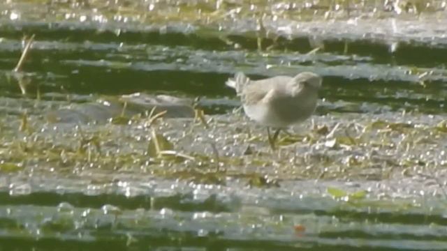 Незабываемые впечатления!