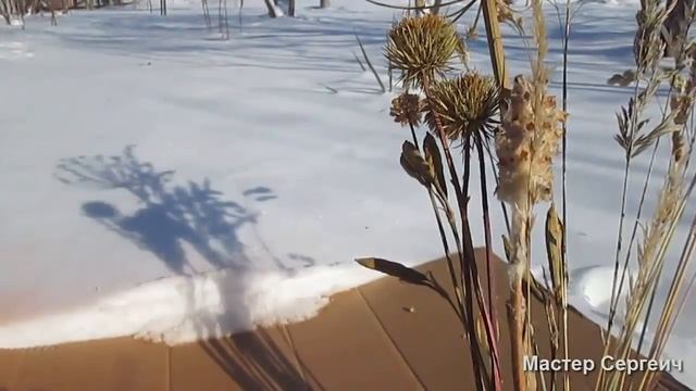 Как покрасить сухие цветы смотреть онлайн