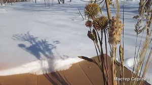 Как покрасить сухие цветы