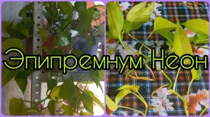 Неприхотливая яркая лиана Эпипремнум Неон?Размножение?Грунт?Омоложение?Черенкование?Укоренение
