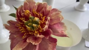 Выставка пионов.Отечественная селекция.Великий Новгород 16 июня 2023