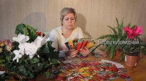 Семена перца .  Паприка.   Лучшие сорта  2017 года.