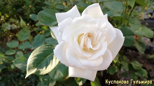 Белые розы в моем саду ! Самые красивые розы моего сада !