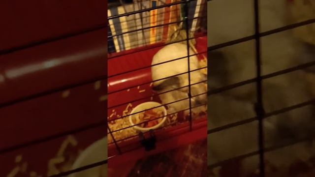 Ириска ложится спать смотреть онлайн