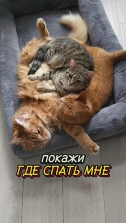 Большая семья #животные #котики #любовь #семья