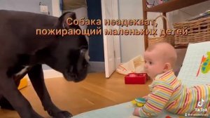 Кане Корсо самая опасная собака и ребёнок