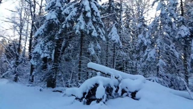 Русский лес зимой смотреть онлайн