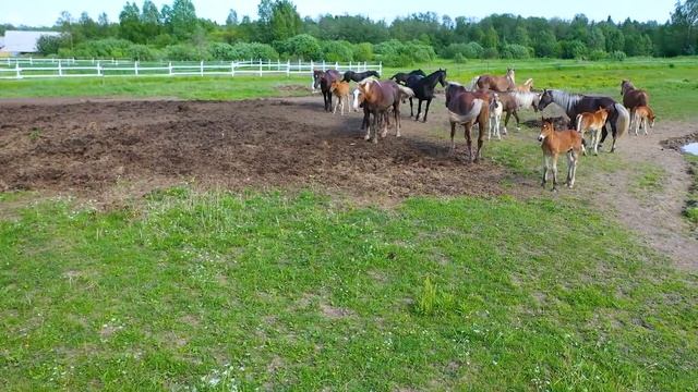 Изгнание жеребят из табуна. Жестоко ли это? смотреть онлайн