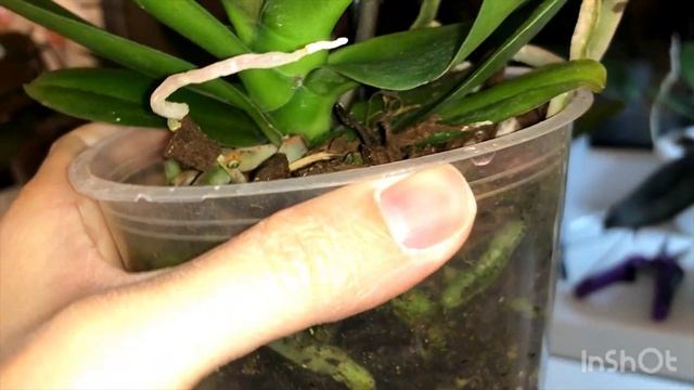 Поймала пелора в Леруа ? Альбуфейра и пелор Кимоно смотреть онлайн