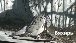 Птицы Тульской обл.  2020 год