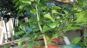 The American  Wonder Lemon  ‘Ponderosa’  (Citrus limon)