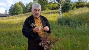 Лікарські рослини: Золототи́сячник звичайний (Centaurium erythraea Rafn)