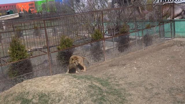 Львиный спор между ВОЖАКОМ ЧУКОМ и ГЕКОМ! Кто самый быстрый в получении мясных конфет?)
