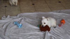 West Highland Terrier Puppies For Sale