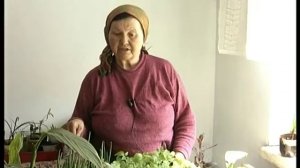 Как выращивать арахис на огороде? Рассада арахиса