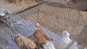 Сельские голуби. 08 10 2023 года.Город Светлоград, ярмарка голубей