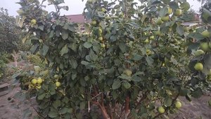 Яблоня сорт "Рясное"