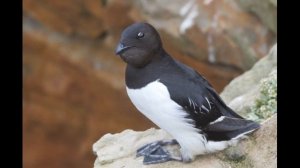 Люрик птица