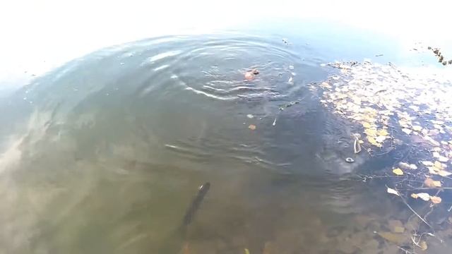 Рыбалка на Ишиме в октябре смотреть онлайн