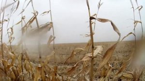 Охота на утку на кукурузном поле,столько уток я давно не видел