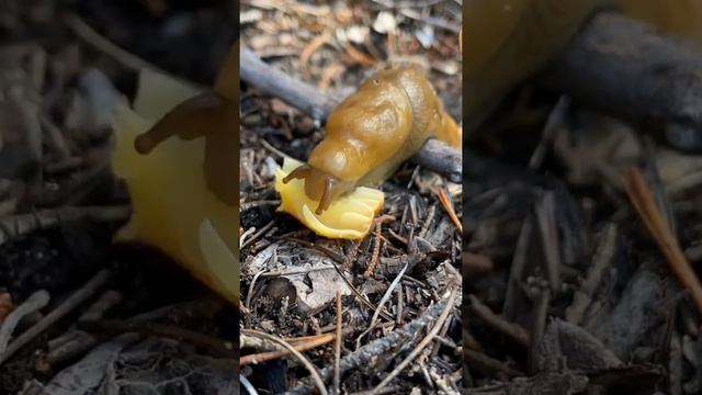 Babosa del plátano  (Ariolimax) se llaman así por su forma y color, viven en América del Norte.