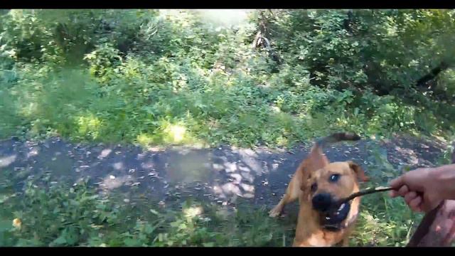 Прыжки в воду с пристани возле Тушинских шлюзов смотреть онлайн