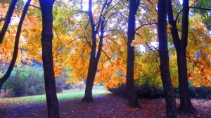 Душанбинский ботанический сад UHD