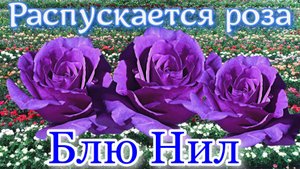 Как распускается роза Блю Нил.Timelapse Rose 4К_Blue Nile (Delbard 1976)