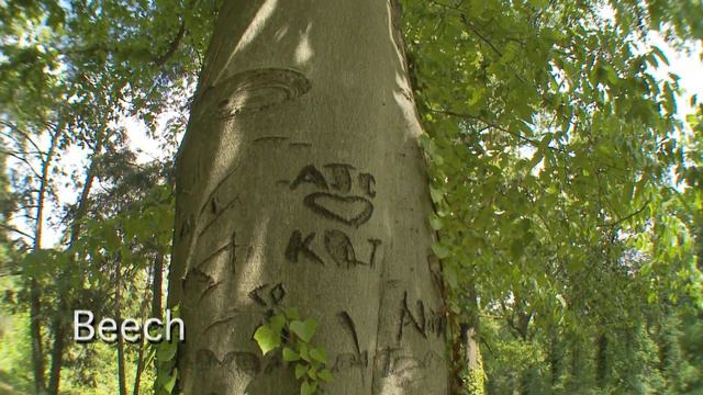 FOREST DIVERSITY смотреть онлайн