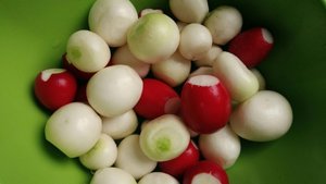 Сеем редис в теплицу. Самые крупные и вкусные сорта.