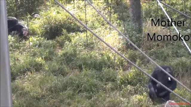 Baby chimp Fubuki chased after Miru and banana at Tama Zoo смотреть онлайн