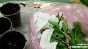 Метельчатая гортензия.Зеленое черенкование в апреле!!!!