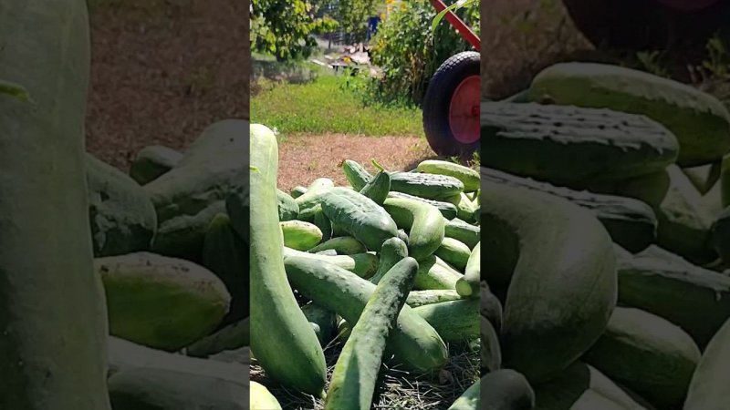 Утречко в деревне