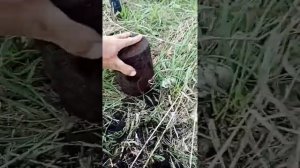 Металокоп с Теркой 305. Метал из СССР