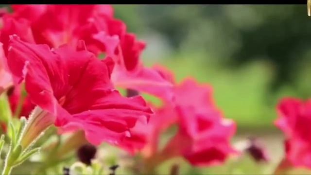 Можно ли читать Коран без хиджаба? смотреть онлайн