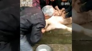 Попытка в Китае забить свинью тупыми ножом и резником
