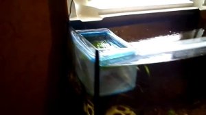 Нерест Пецилии красной