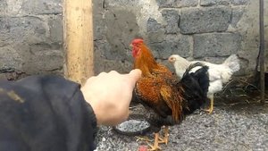 Молодой петушок, какой вес