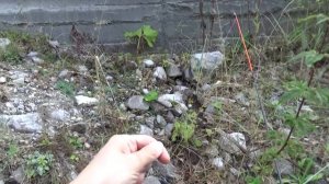 ЛОВЛЯ ФОРЕЛЬ #4 | РЕКА АССА ИНГУШЕТИЯ