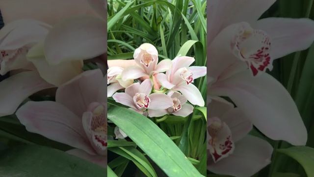 ЦИМБИДИУМ Ботанический сад Беларусь Минск Оранжерея Орхидеи Belarus Minsk Botanical garden Orchids