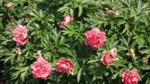 Magical Mystery | R2 Flowers BV | Peonies