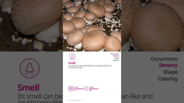 Cultivated mushroom (Agaricus bisporus) | Practical Mushroom Profile | Shroomers смотреть онлайн