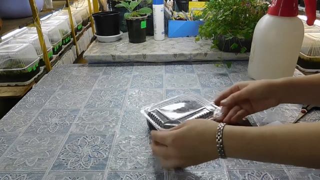 РАССАДА ТУНБЕРГИИ ! ВЫРАСТИТЬ ПРОЩЕ ПРОСТОГО ! Выращивание из семян посев посадка пикировка смотреть онлайн