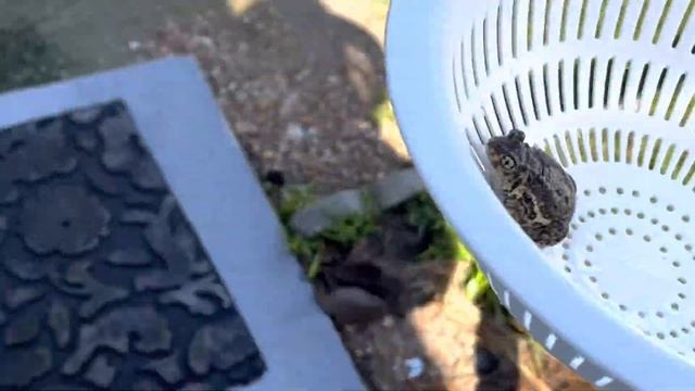 ИКРУ ТЕПЕРЬ ХОТЬ ЛОЖКОЙ ЕШЬ?НАГЛЫЕ?СЛОМАЛИ ПЫЛЕСОС смотреть онлайн