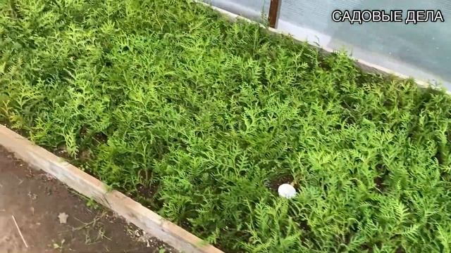 КАЛЛЮС ОБРАЗОВАЛСЯ!!! ПРО ЧЕРЕНКИ И САЖЕНЦЫ | САДОВЫЕ ДЕЛА