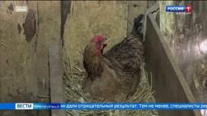 В Оренбуржье может появится птичий грипп.mp4