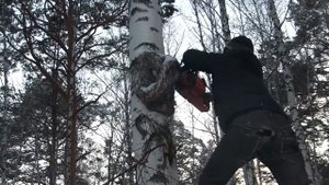 Пилю березовый сувель