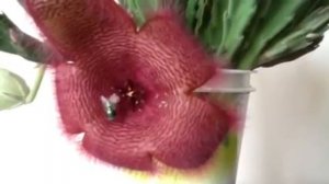 Stapelia Grandiflora