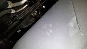 2018 Hyundai Tucson SUV - Cat / Kitten Paw Prints on the Plastic Engine Cover