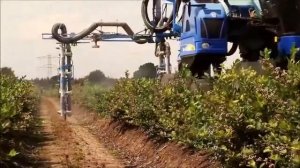 Growing blueberry in Netherlands / Как выращивают голубику в Нидерландах
